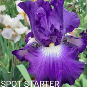 SPOT STARTER