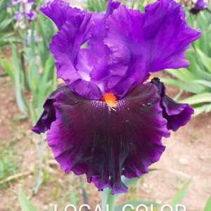 LOCAL COLOR