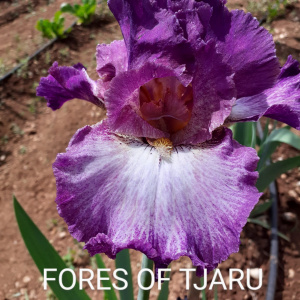 FORES OF TJARU