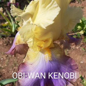 OBI - WAN KENOBI
