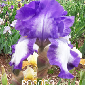ROCOCO