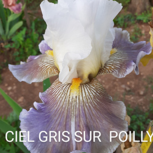 CIEL GRIS SUR POLLY