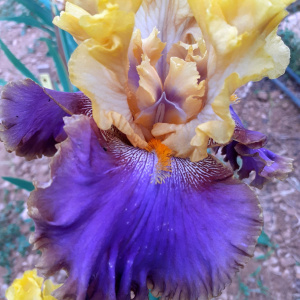 GARDEN PLEASURE