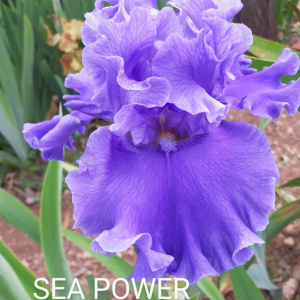 SEA POWER