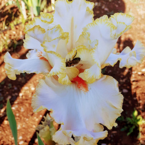 GIRATONDO