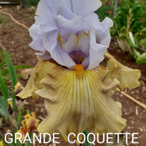 GRANDE COQUETTE