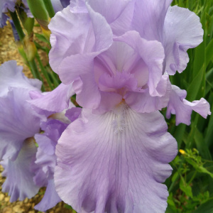 MARY FRANCES