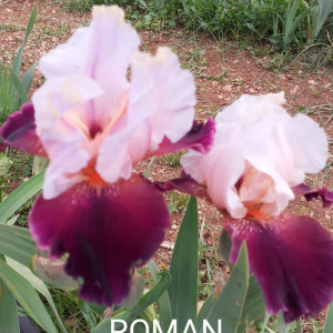 ROMAN