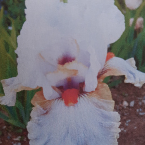 SCENTED WONDER