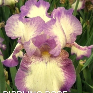 RIPPLING ROSE