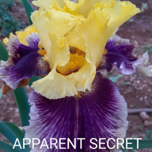 Apparent Secret