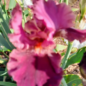 MEDICI PRINCE